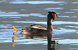 Great Crested Grebe